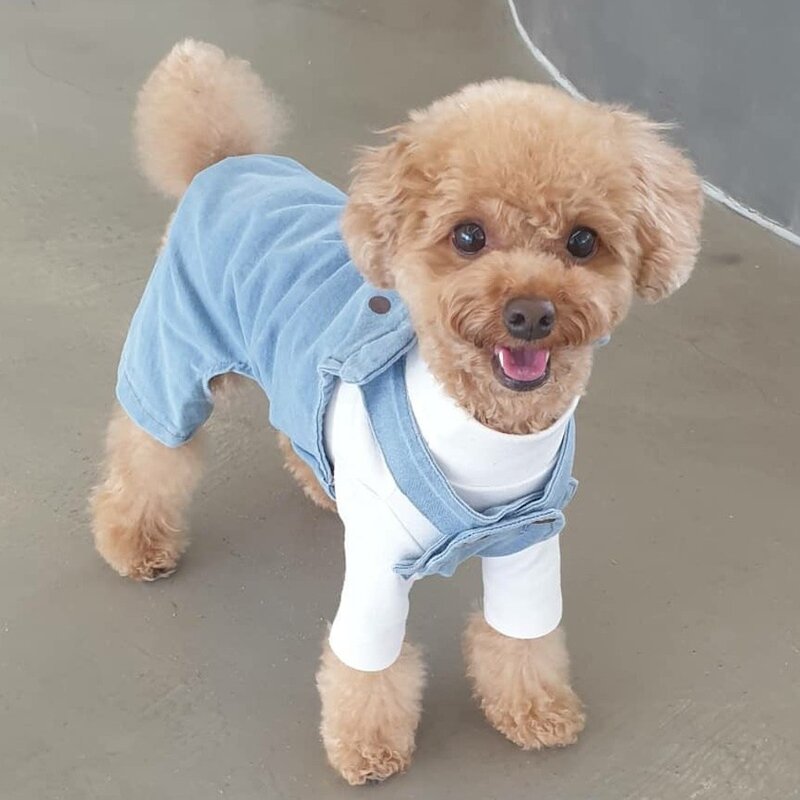 바이굄 반려동물 올인원 쁘띠베어 멜빵바지, 블루, 1개