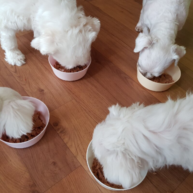 베러펫 개똑 강아지 습식사료 닭고기+쇠고기+연어 70g 12개