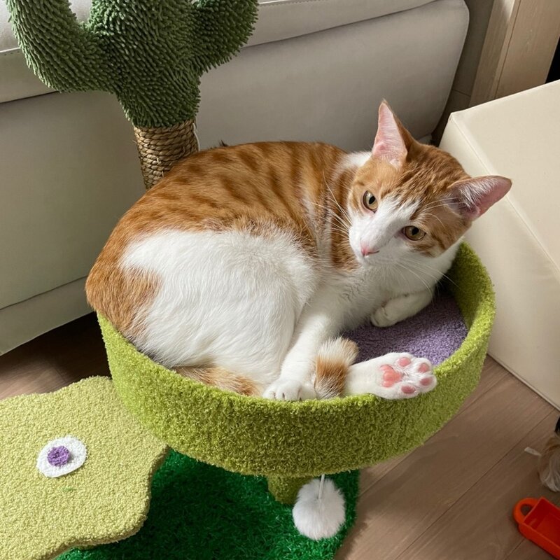 PETCA 고양이 기둥형 3단 선인장 스크래쳐 캣타워 고양이장난감, 그린, 1개
