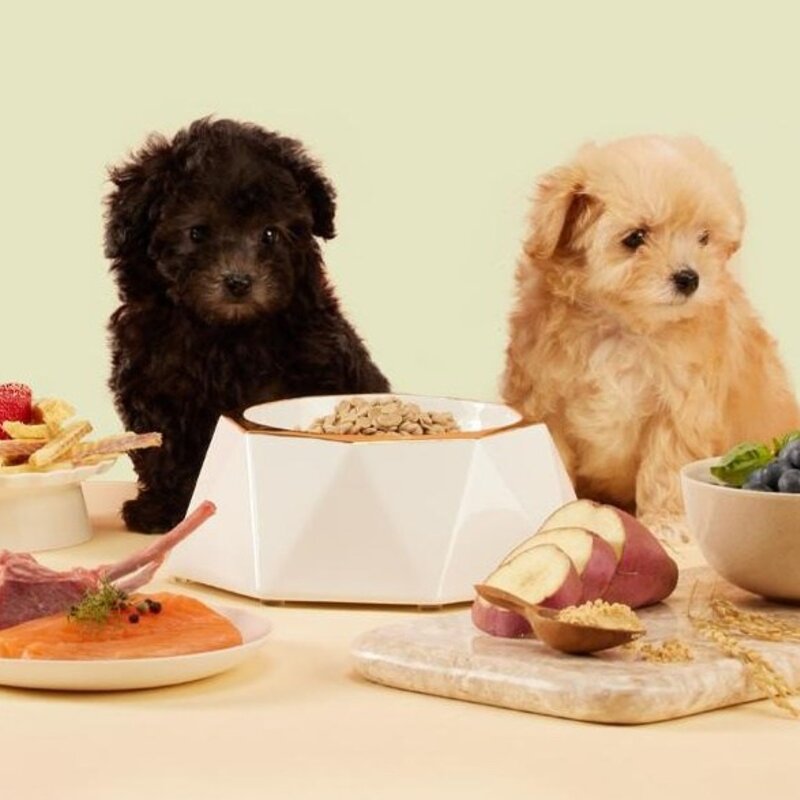 닥터독 생후 3개월 이후 위장 오리 건식사료, 소화기능 개선, 250g, 1개