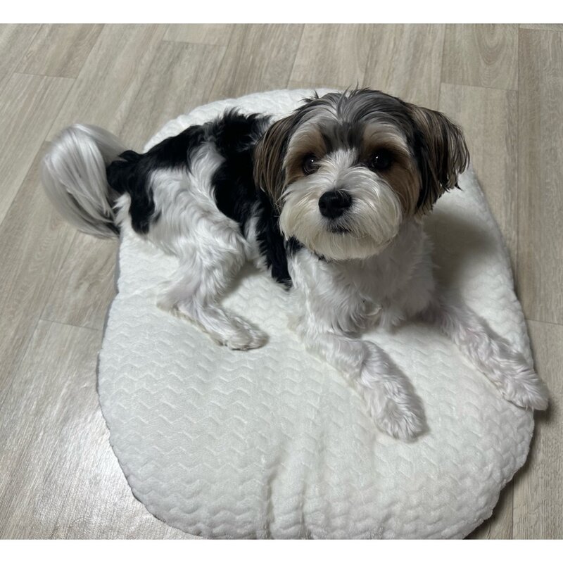 댕쑥냥쑥 강아지 방석 쿠션 꿀잠 무중력 방석, 1개