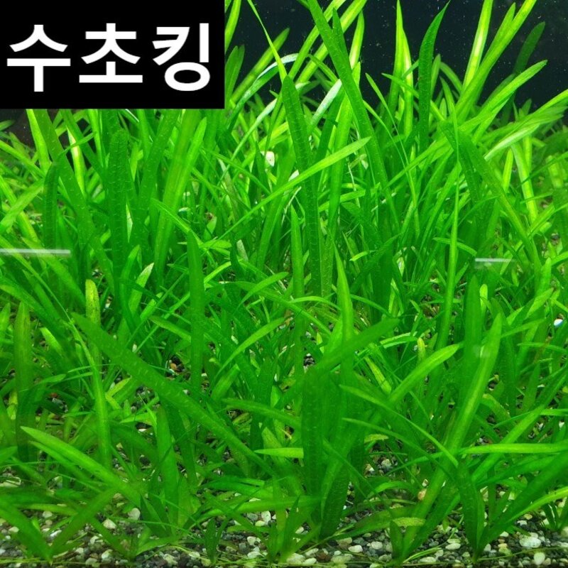 수초맛집 수초킹 키우기 쉬운 초보수초 발리스네리아 베이비리프, 25개