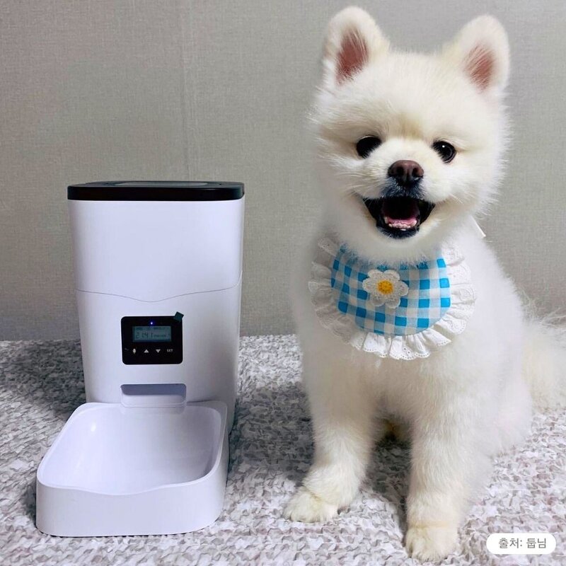 디클 반려동물 펫트리 음성 녹음 자동급식기 AT-300 + 밥그릇, 반투명 블랙+화이트, 3L, 1개