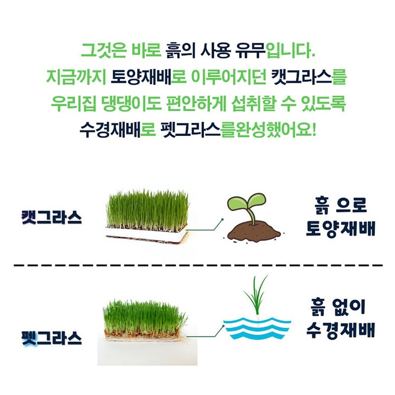 잘자란 캣그라스 고양이풀 헤어볼 천연간식 캣글라스 귀리 캣닢 키우기 수경재배, 선택1. 고양이 강아지 겸용 펫그라스 250g, 1개