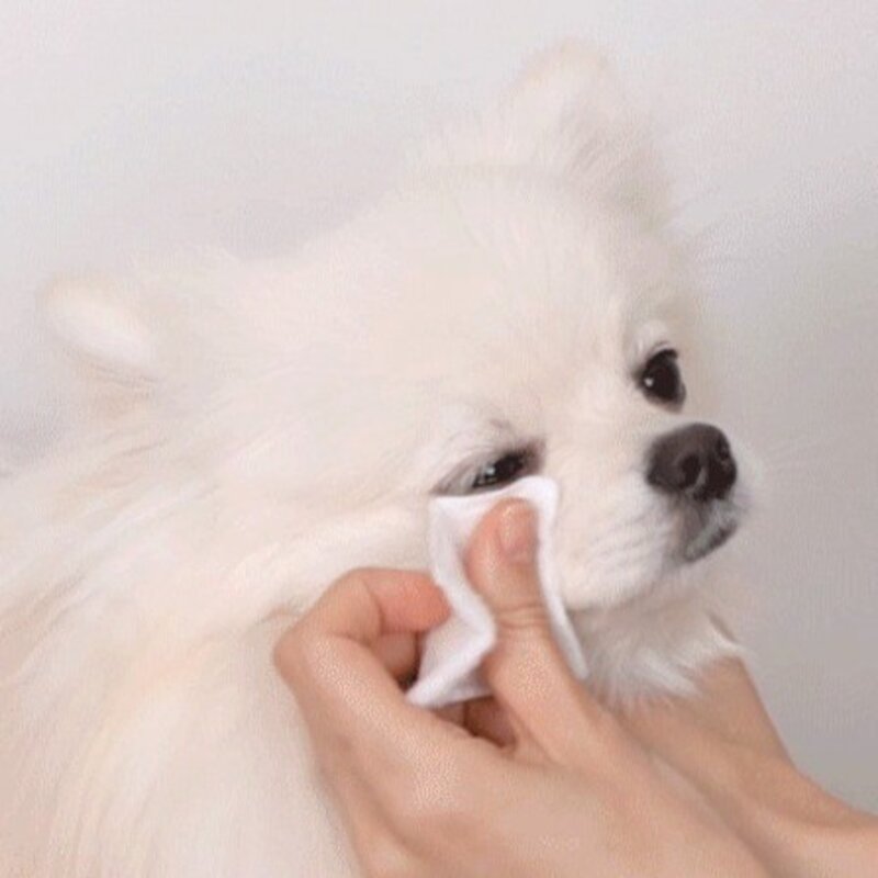 라무달리 반려동물 마일드 눈물 지우개, 1개, 200ml