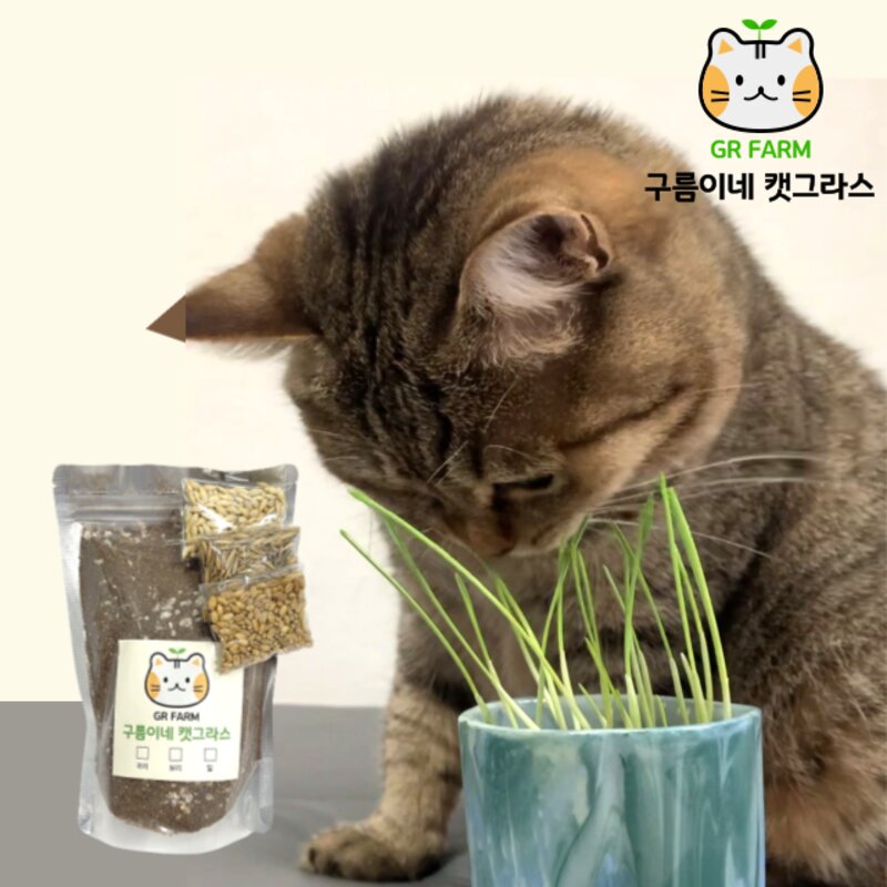 [3종세트] 친환경 고양이 캣그라스 구름이네 캣그라스 무농약 재배 DIY 반려동물 간식 고양이 카페 헤어볼 유산균 소화증진 용품 식물 키우기 키트 보리 밀 귀리 취미생활 인테리어, 리뷰이벤트서비스 보리1, 5회분 1세트 (리뷰이벤트 진행중)