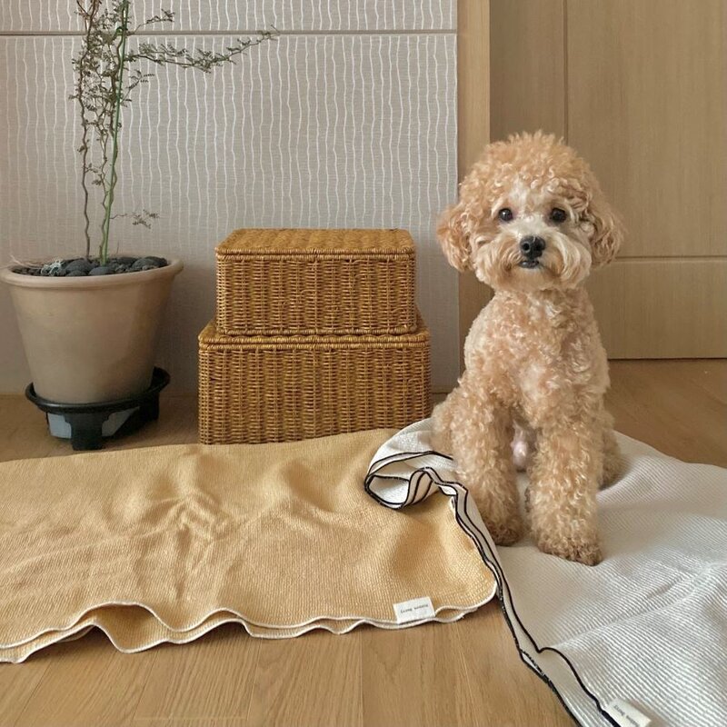 강아지이불 애견 펫 켄넬담요 거즈블랭킷, 샌드베이지, 1개