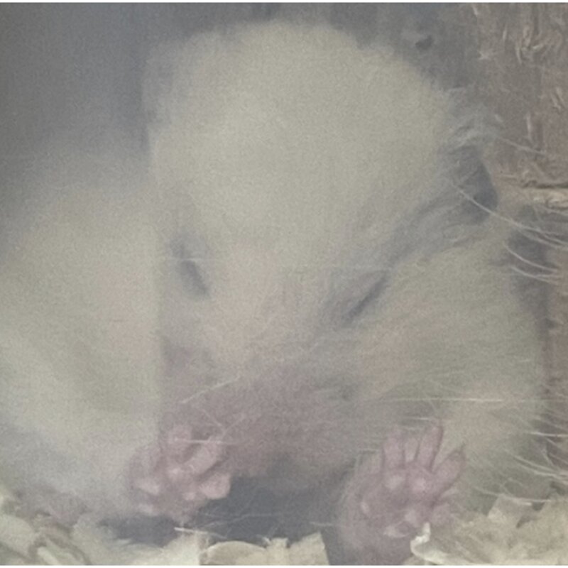 펫똑 먼지 없는 청정 호주 사막 목욕 모래 햄스터 저빌 친칠라 미니메추리, 1.2kg 1개, 1개, 1.2kg
