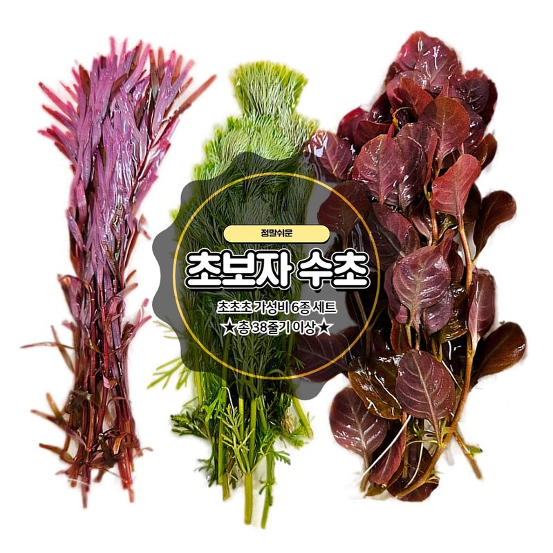 [착한수초] 초보자 수초 6종 38줄기 어항 키우기 쉬운 초보수초 구피 새우 치어 베타 은신처, 1개