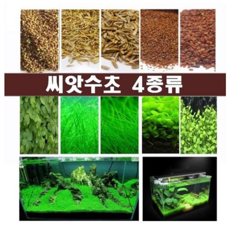 수초 씨앗수초 수초씨앗 전경수초 4종, 4번, 1개