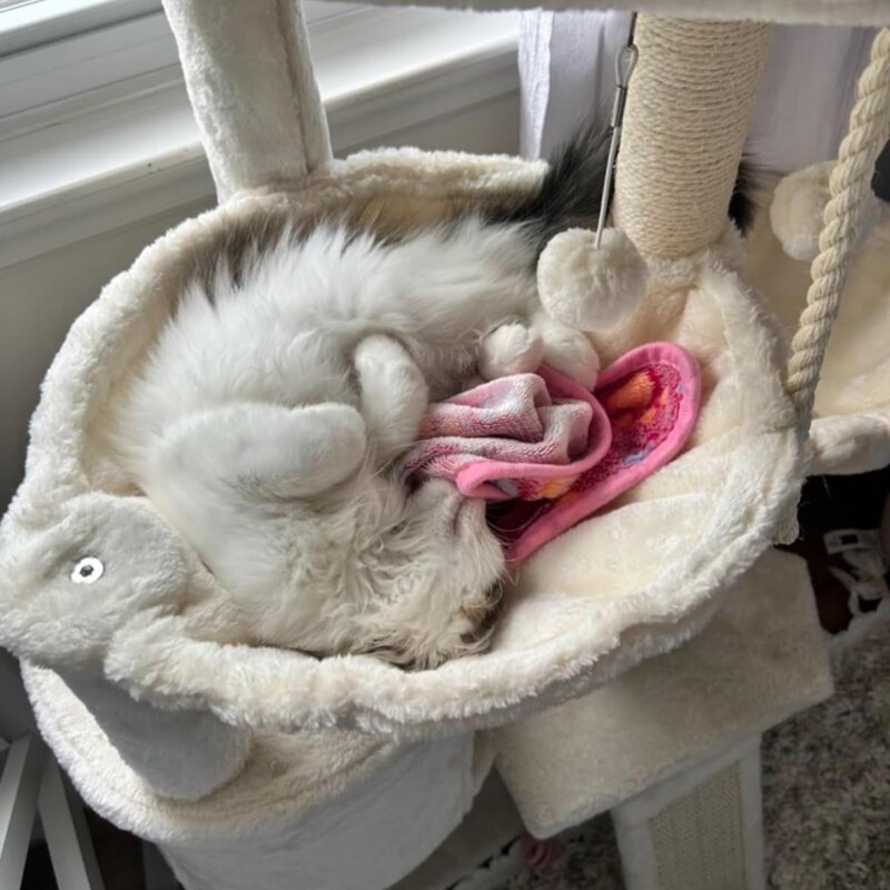 튼튼캣타워 뚱냥이 소형 4단 해먹 스크래쳐 장난감 캣폴캣타워, 1개, 베이지