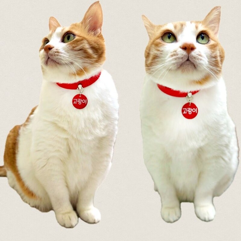 포우팔레트 생생한컬러 강아지 고양이 인식표 목걸이, 하늘, 1개