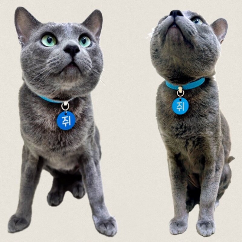 포우팔레트 생생한컬러 강아지 고양이 인식표 목걸이, 하늘, 1개