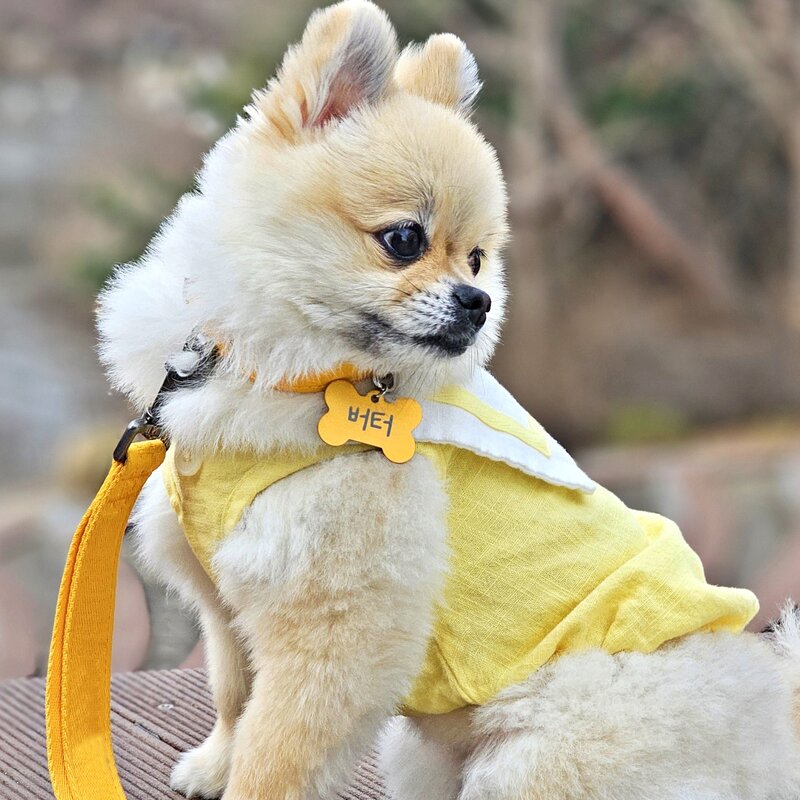 포우팔레트 생생한컬러 강아지 고양이 인식표 목걸이, 하늘, 1개