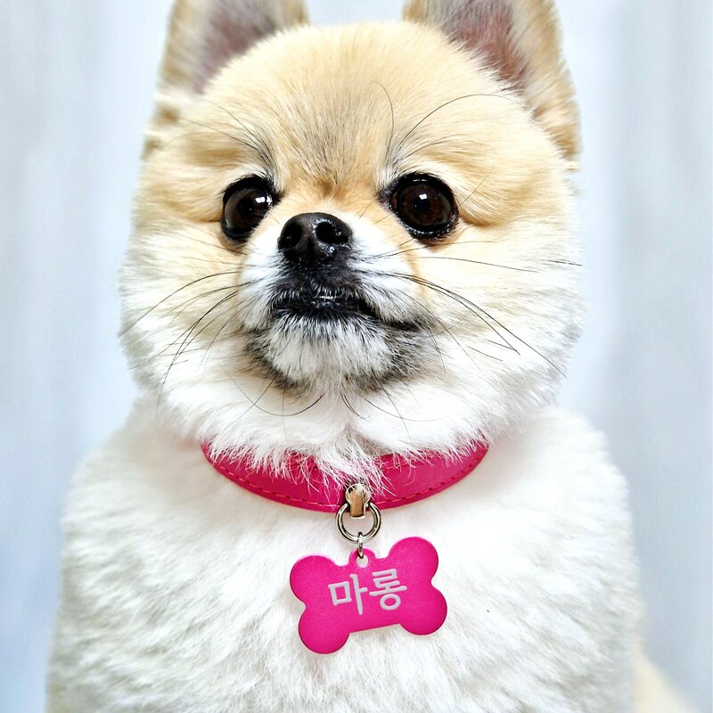 포우팔레트 생생한컬러 강아지 고양이 인식표 목걸이, 하늘, 1개