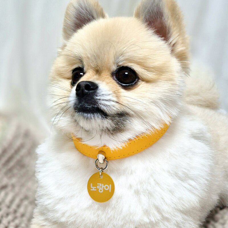 포우팔레트 생생한컬러 강아지 고양이 인식표 목걸이, 하늘, 1개