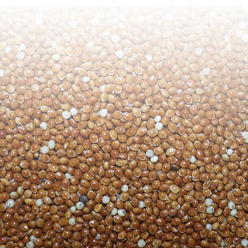 키워쥬 조류 정성과 건강을 담은 깨끗한 세척 볶음 프리미엄 적기장, 500g, 3개