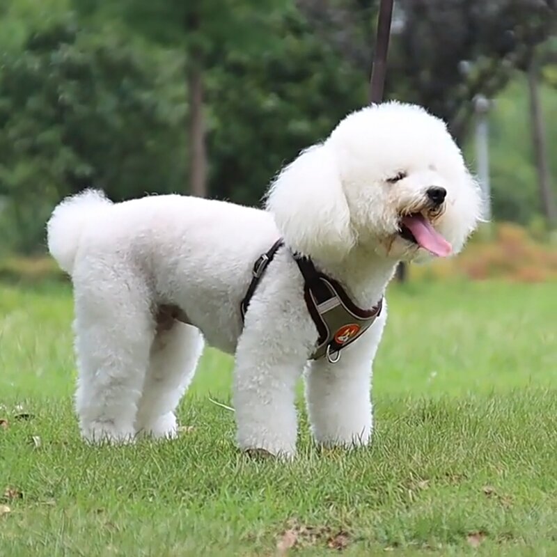 컴포어 중소형 반려동물용 초경량 가슴줄 하네스 세트(하네스 + 리드줄), 1개, 연녹색