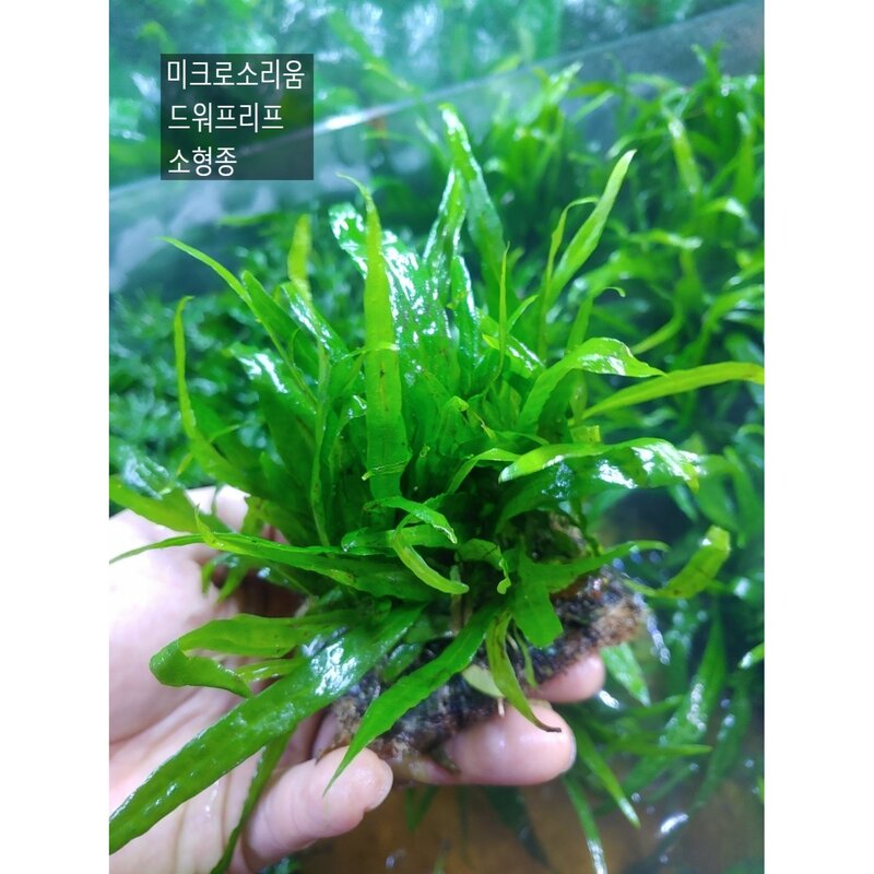 미크로소리움 드워프리프 (나나수초 음성수초 수중화 활착수초 유목 활착수초 테라리움비바리움 어항수초 어항꾸미기), 50개