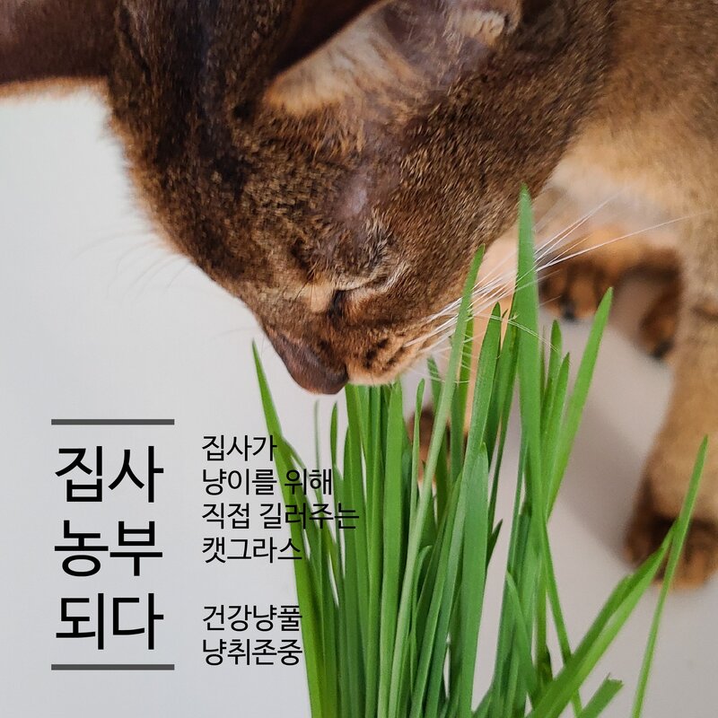 [리컵키트] 고양이 풀 캣그라스 키우기 세트 (옐로우), 보리2봉, 1세트