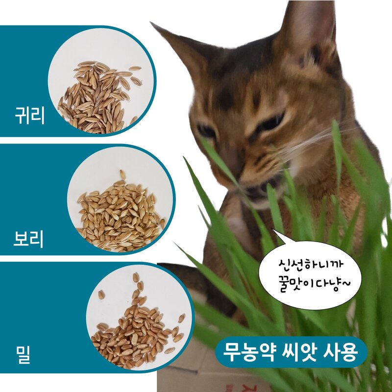 [리컵키트] 고양이 풀 캣그라스 키우기 세트 (옐로우), 보리2봉, 1세트