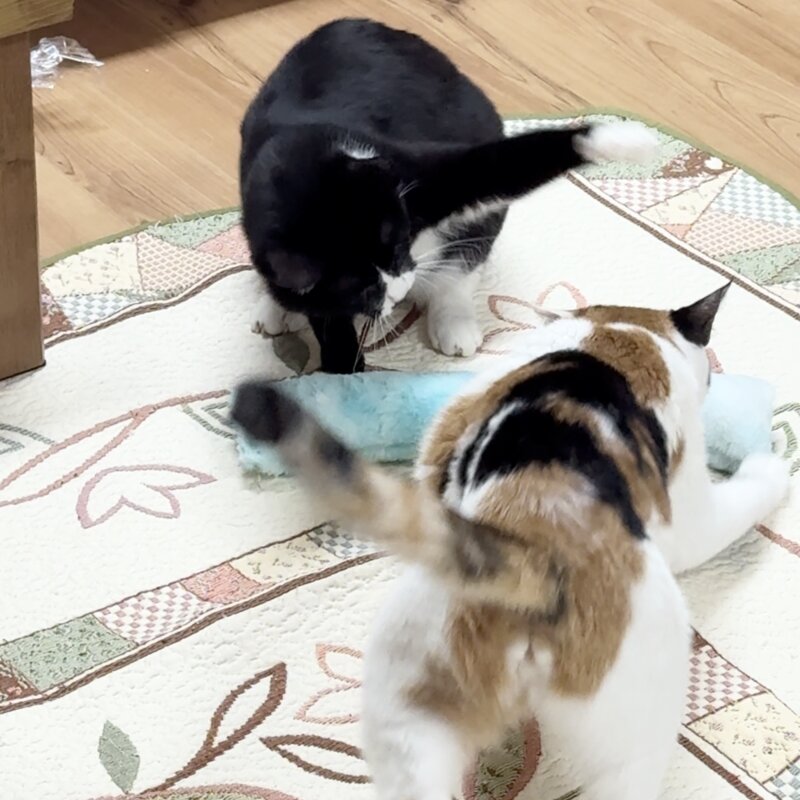 냥저씨 보들보들 캣닢쿠션 마따따비인형, 핑크 블루 퍼플, 1세트