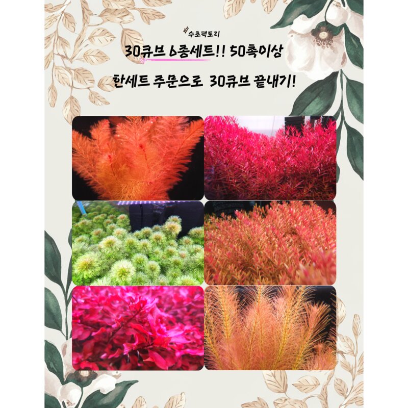 [수초팩토리] 30큐브 6종 세트!! 랜덤 50촉 이상 / 한세트로 30큐브 끝내기!!!