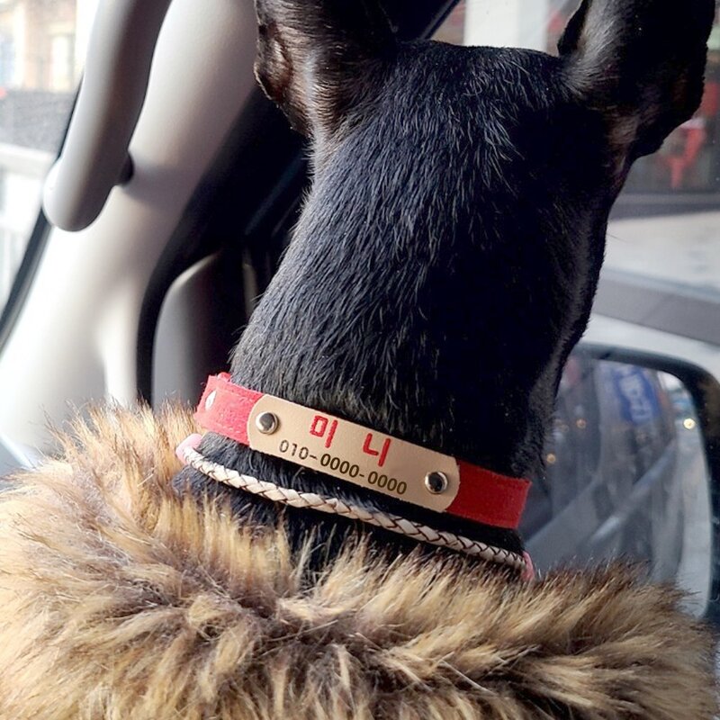 미소펫 인디 INDI 강아지 고양이 인식표 목줄, 레드, 1개