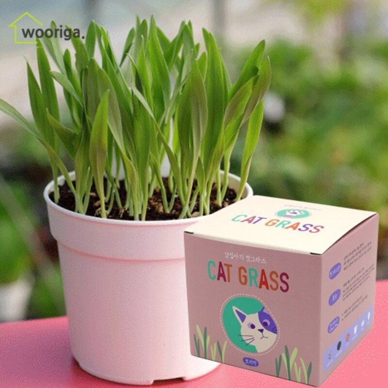 고양이 캣그라스 귀리싹/밀싹/캣닢/보리싹 고양이풀 미니화분키우기, 1개