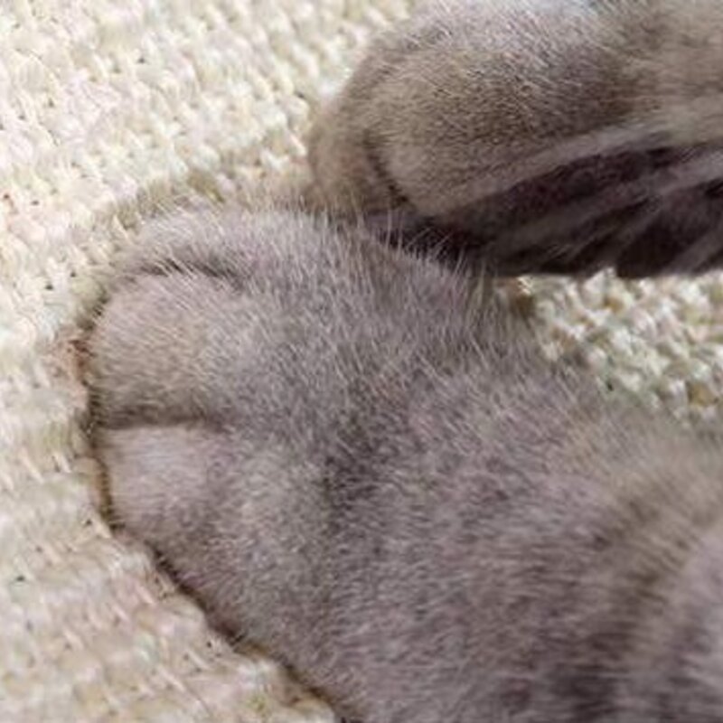 고양이 터널놀이터 숨숨집 우주선, 핑크, 1개