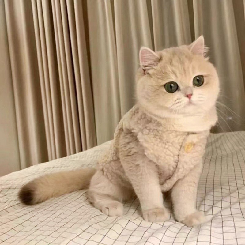 파스텔펫 반려동물 베이직 뽀글이 조끼, 아이보리, 1개
