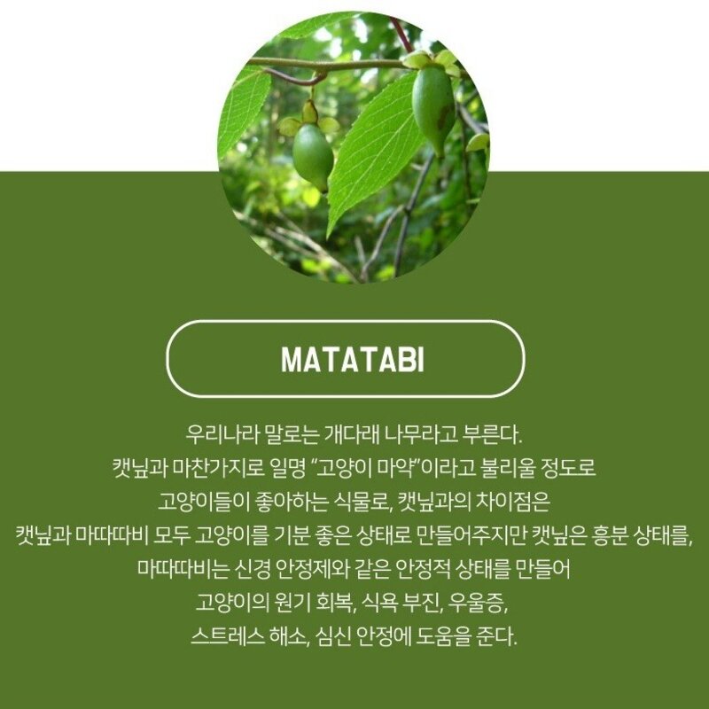 블루마운틴 캣닢 마따따비 천연 고양이장난감, 1개