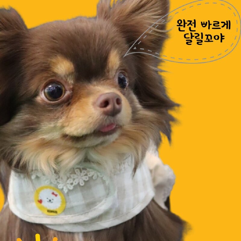 전문가 만든 강아지 산책용 해충 모기패치 8p x 3개 / 보호 퇴치 방지 펫
