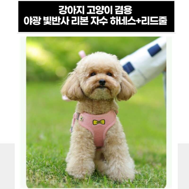 디아쿠아 강아지 고양이 겸용 야광 빛반사 따뜻한 리본 자수 하네스+리드줄, 오렌지, 1개