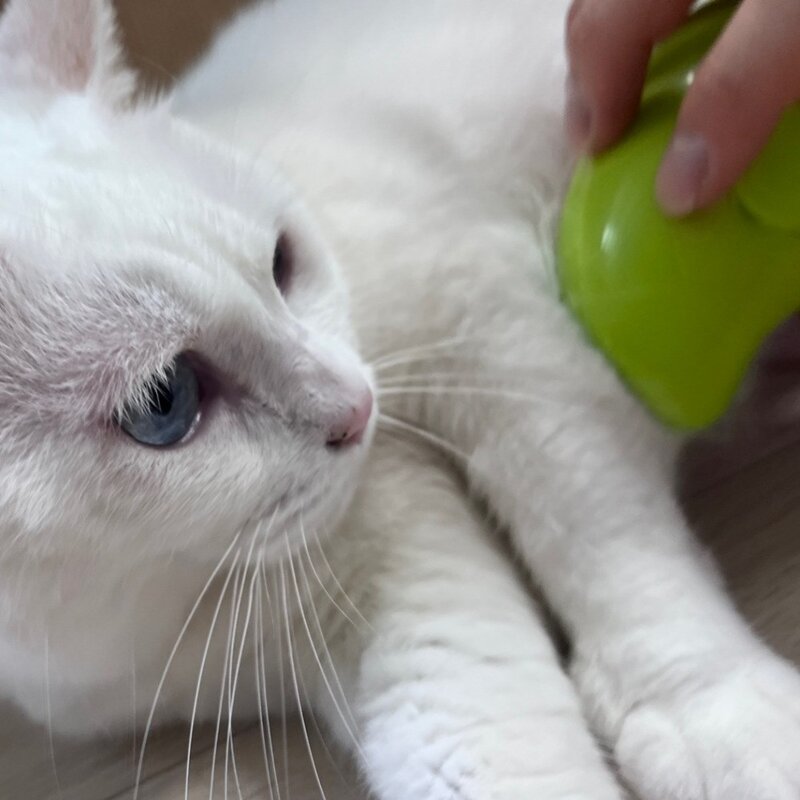 땡땡멍 고양이 스팀 브러쉬 스프레이빗 신형 애완 동물, 1개