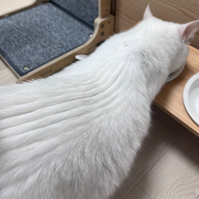 땡땡멍 고양이 스팀 브러쉬 스프레이빗 신형 애완 동물, 1개