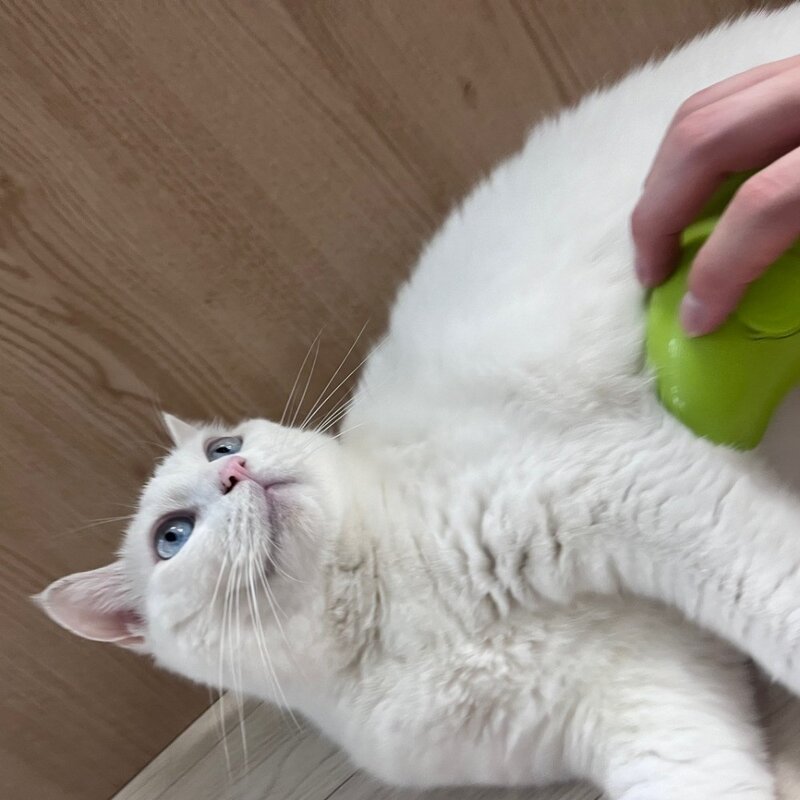 땡땡멍 고양이 스팀 브러쉬 스프레이빗 신형 애완 동물, 1개