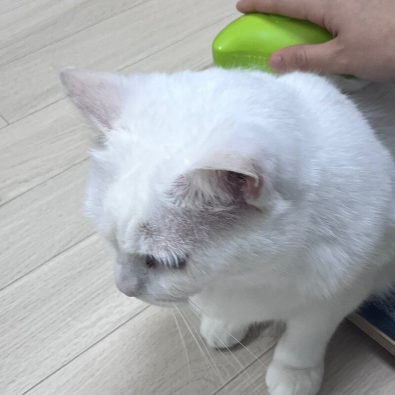 땡땡멍 고양이 스팀 브러쉬 스프레이빗 신형 애완 동물, 1개