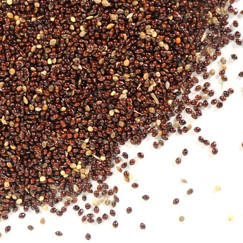 키워쥬 소동물 프리미엄 세척 볶음 개별 알곡 흑기장, 500g, 5개