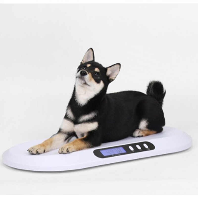애완동물 동물체중계 애완견 반려묘 강아지 고양이