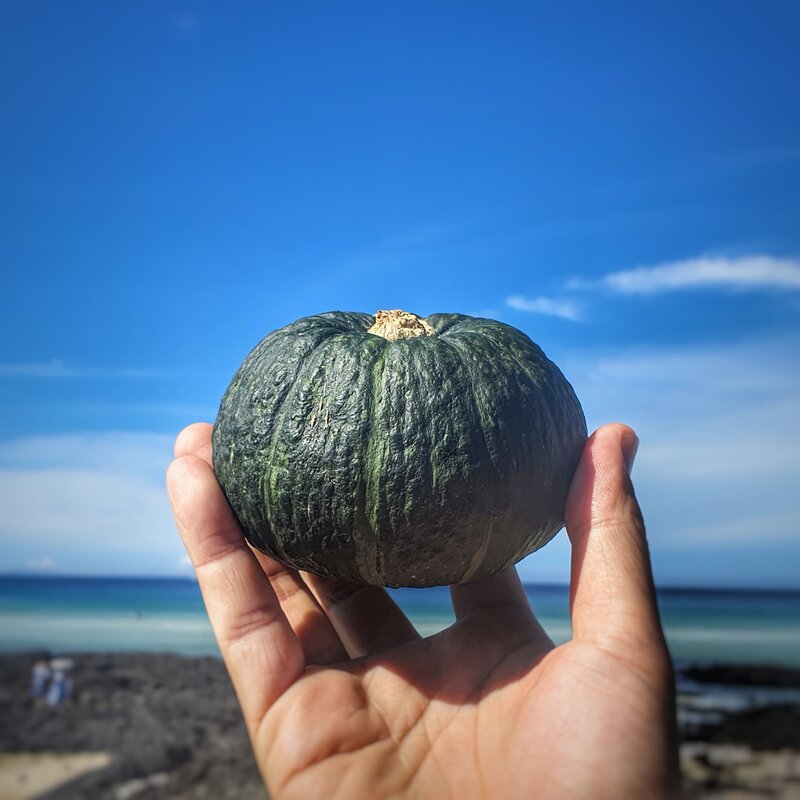 강아지 그저제주 미니 단호박 동결건조 간식, 40g, 1개