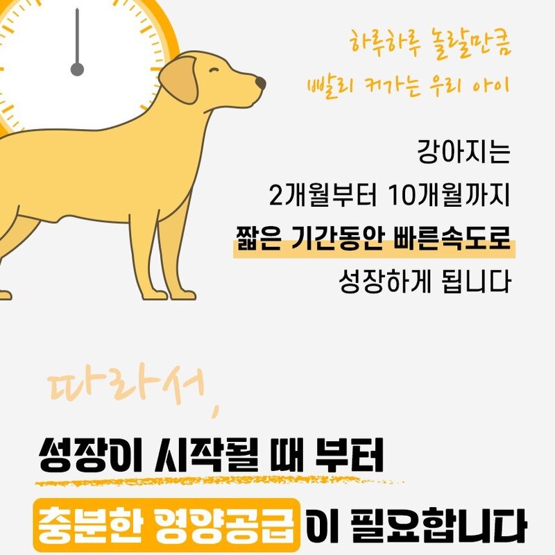 펫생각 데일리케얼 반려동물 강아지 올인원 멀티 비타민 눈 관절 면역 소화 종합 영양제, 1개