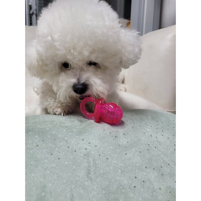 해피메리 강아지 공갈젖꼭지 치발기 쪽쪽이 치석제거 1+1