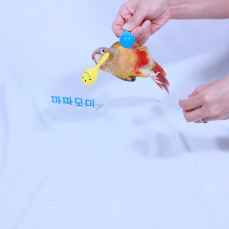앵무새 장난감 놀이 췍췍이 3개 세트
