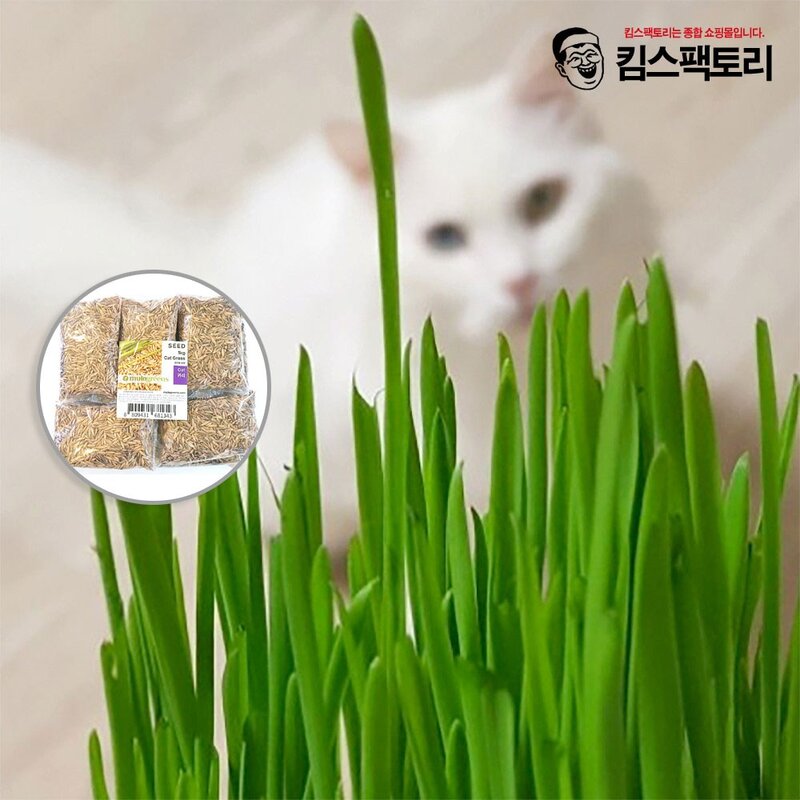 킴스팩토리 캣그라스 씨앗 1kg 고양이풀 캣닢 키우기 펫그라스 귀리씨앗 02 밀씨앗 1kg 1kg 1개