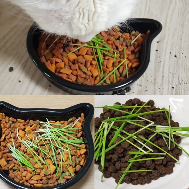 킴스팩토리 캣그라스 씨앗 1kg 고양이풀 캣닢 키우기 펫그라스 귀리씨앗 02 밀씨앗 1kg 1kg 1개