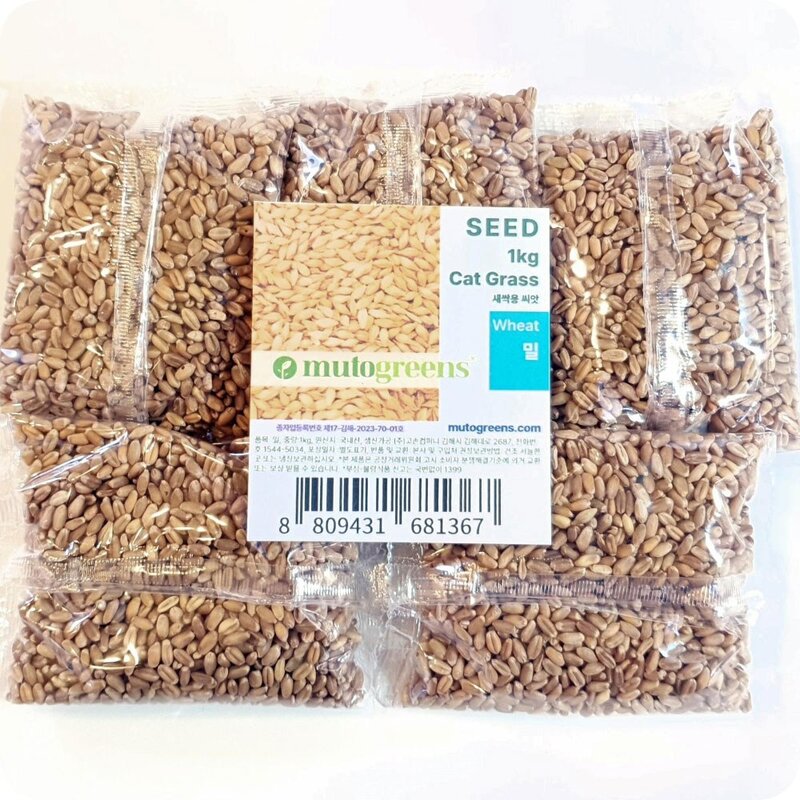 킴스팩토리 캣그라스 씨앗 1kg 고양이풀 캣닢 키우기 펫그라스 귀리씨앗 02 밀씨앗 1kg 1kg 1개