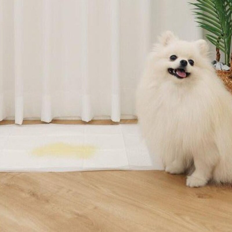 제이엠코코 프리미엄 배변패드 무향 29g 45 x 60 cm 100개입 1개