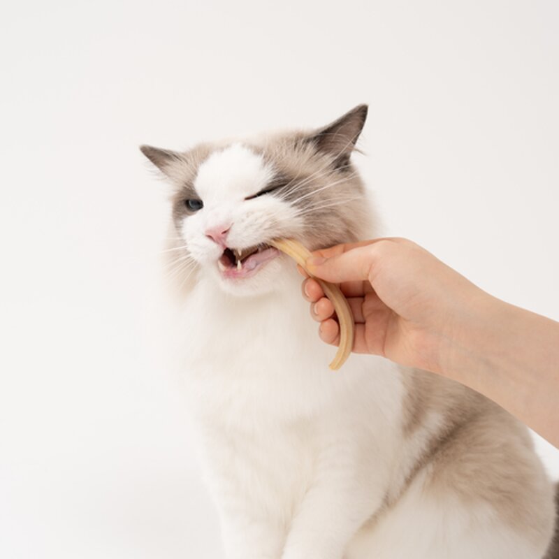버디부 고양이 플레잉 덴탈츄 30g 참치맛 1개