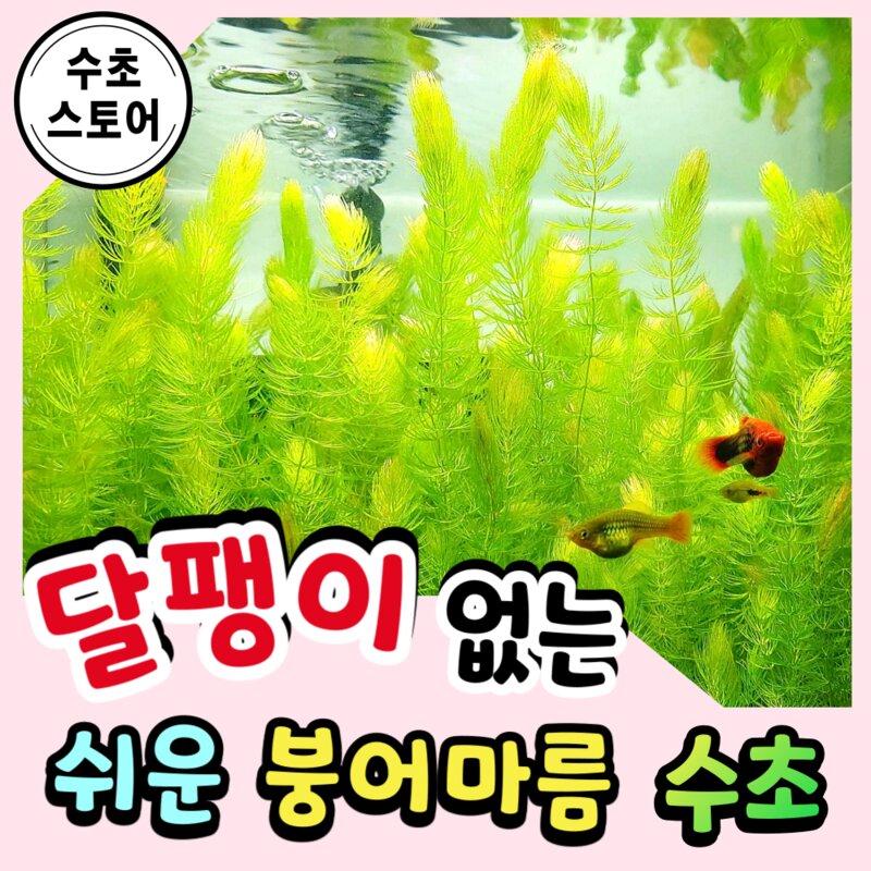 수초스토어 검역 붕어마름 3촉 마츠모  구피 새우 어항 수초 쉬운 키우기 예쁜 은신처 중경 후경 초보 자연 풍성한 물고기 무이탄 치어 베타 열대어